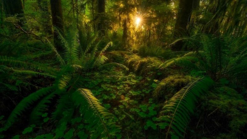 Тасмания папоротники