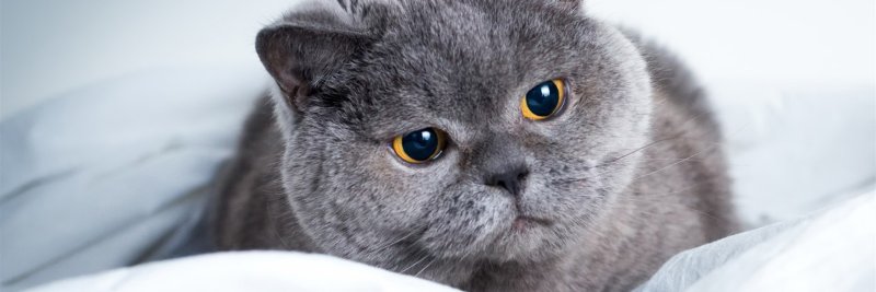 Коты британцы