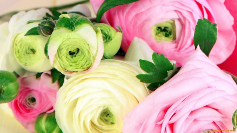 Цветы лютики-ранункулюсы