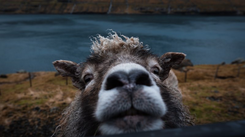 Овечья морда