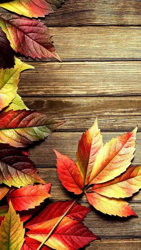 Осенняя заставка