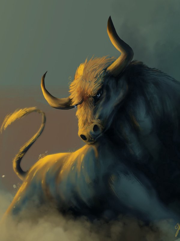 Красивый бык