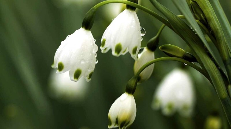 Белоцветник весенний