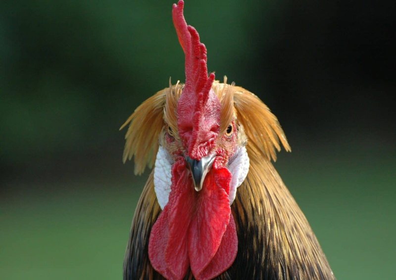 Курица с открытым клювом