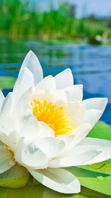 Лотус Фловер