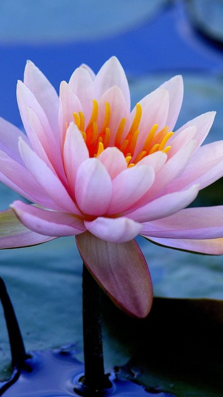 Столепестковый Лотос