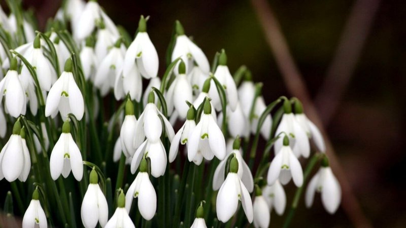 Первоцветы галантусы