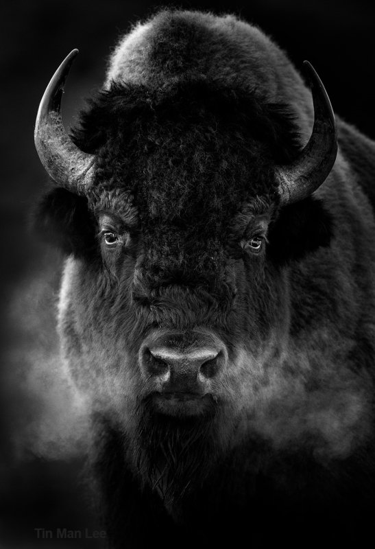 Бизон Буффало