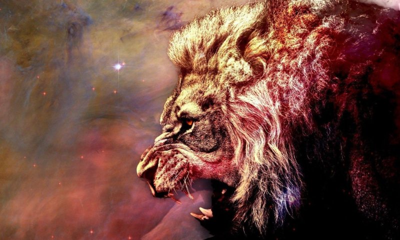 Картинки на рабочий стол Лев