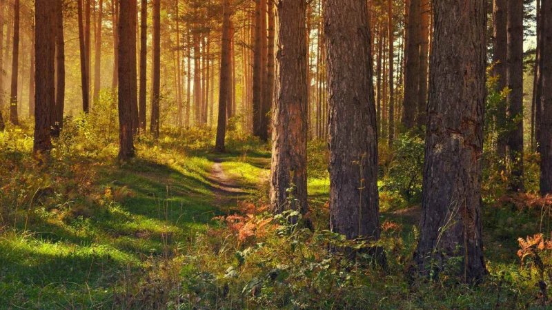 Сосновый лес в Балашихе