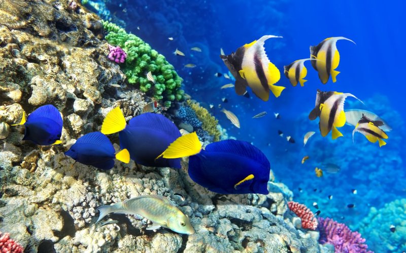 Тропические рыбки коралловый риф