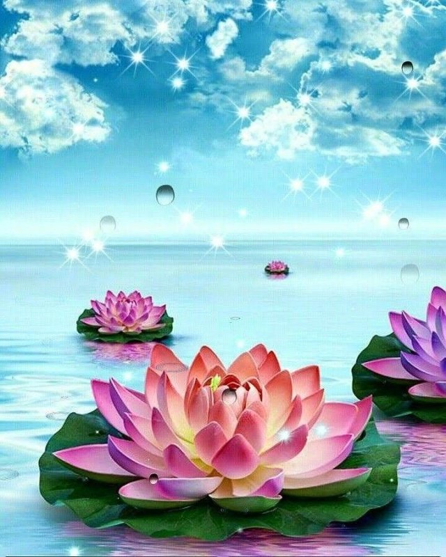 Красивый Лотос