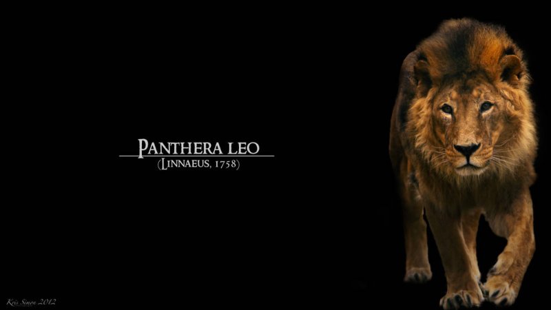 Заставка на рабочий стол Лев