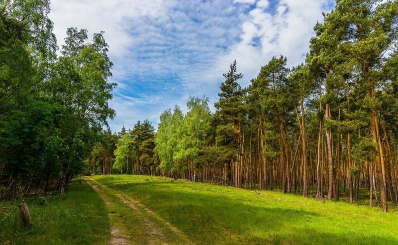 Сосновый Бор во Владимирской области лес