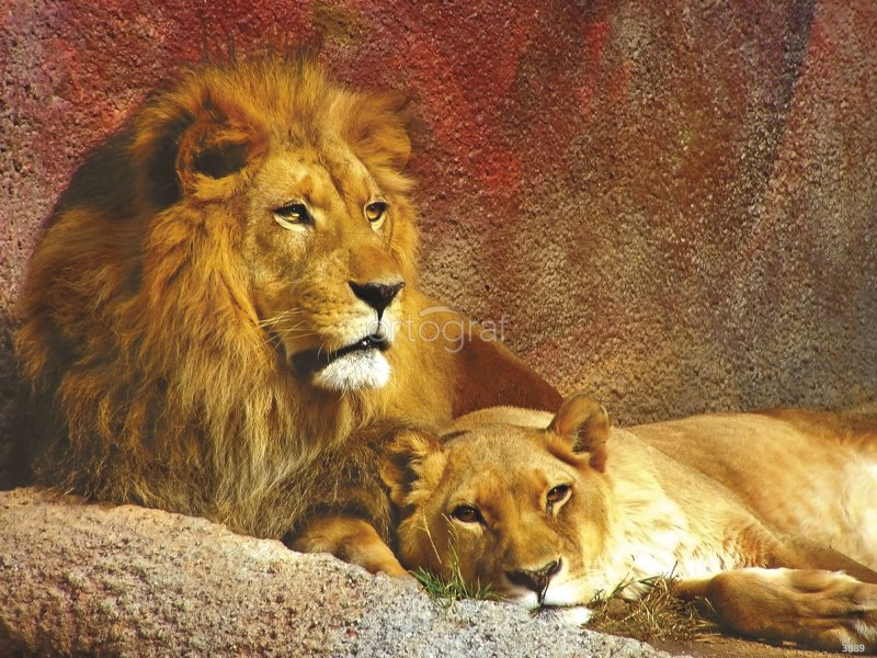 Лев на рабочий стол в хорошем качестве