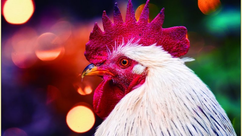 Петух (птица)