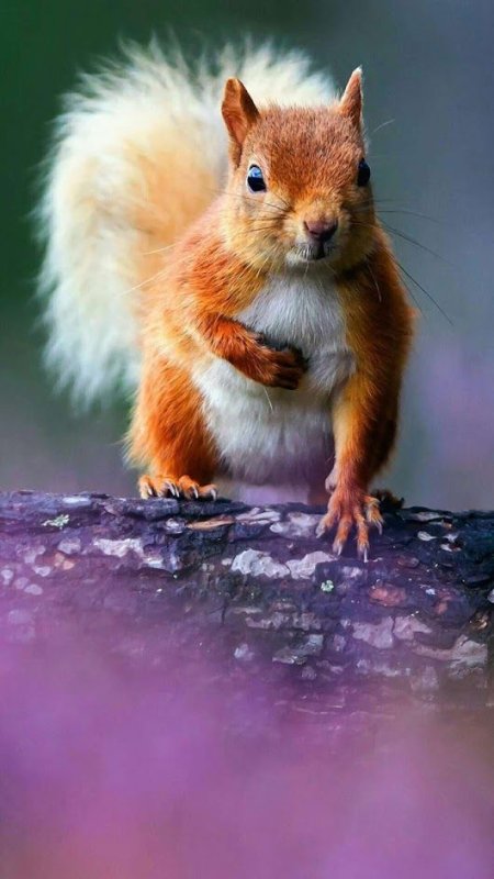 Милые зверьки