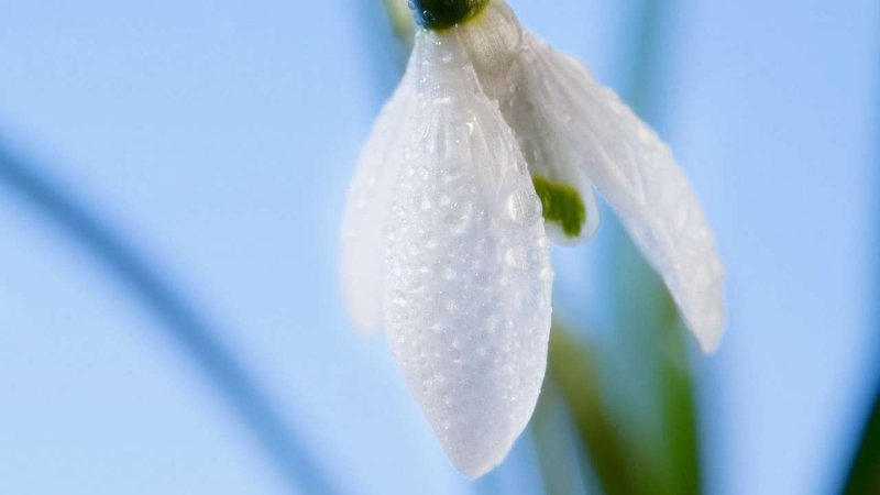 Подснежник Галантус голубой
