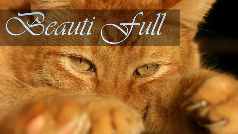 Красивая рыжая кошка