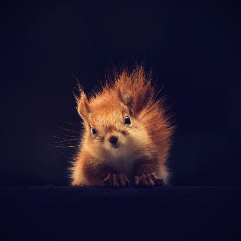 Красивые зверюшки