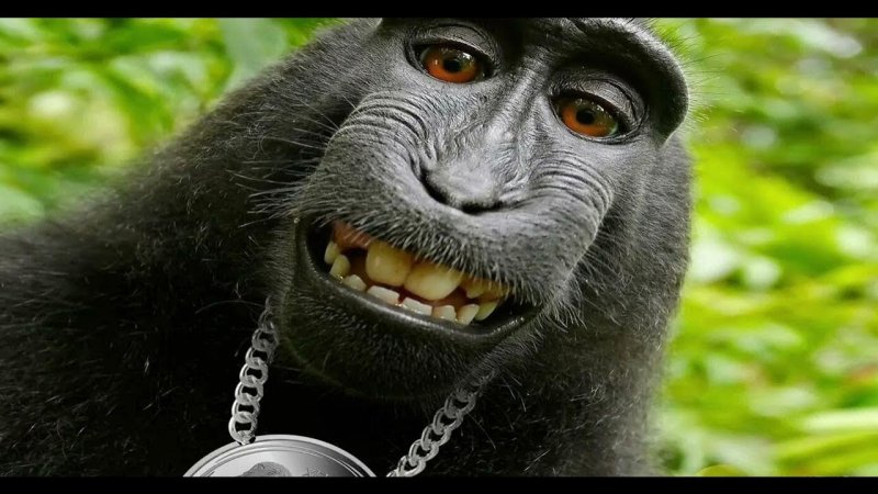 Смешные обезьянки