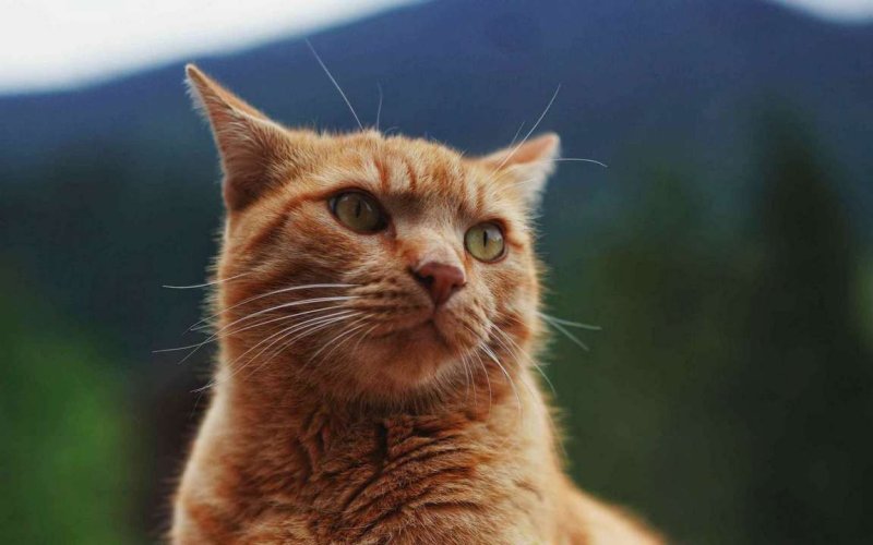 Обои на рабочий стол рыжий кот