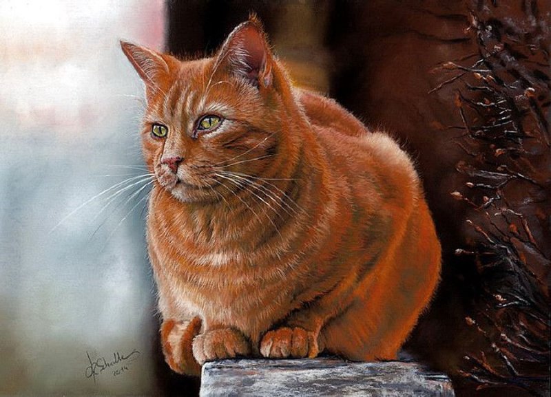 Бразильская короткошерстная кошка рыжая