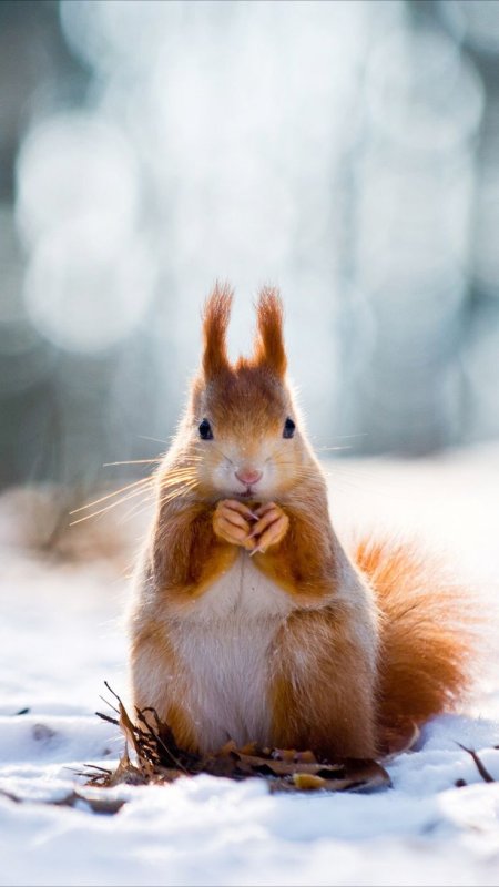 Белка зимой