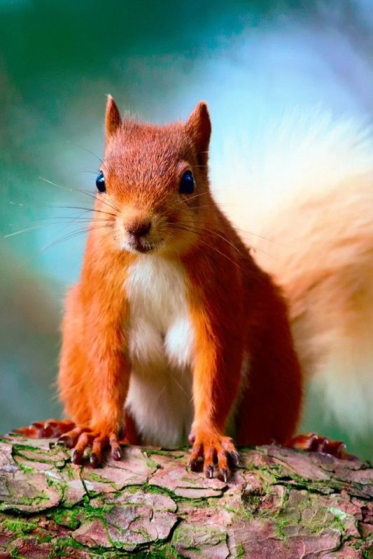 Красивая Белочка