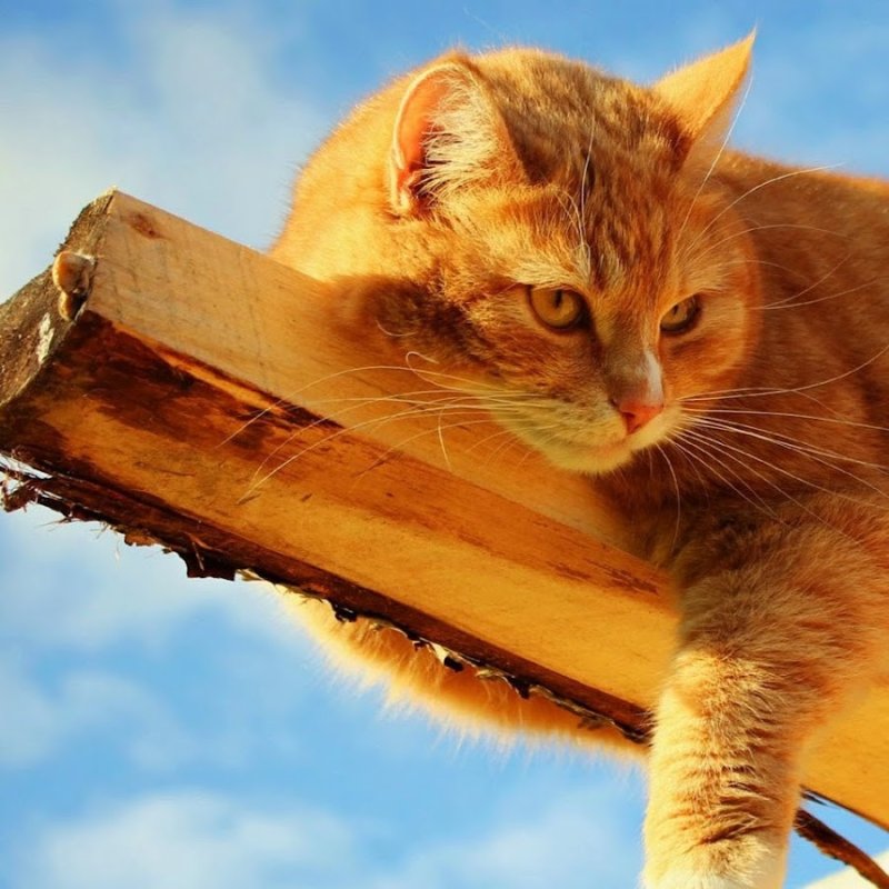 Рыжий кот