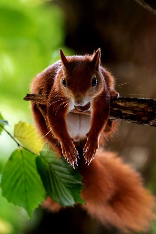 Белочка с телефоном