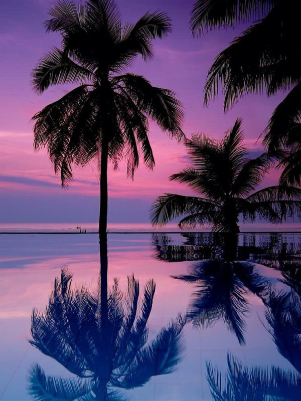Пальмы на закате