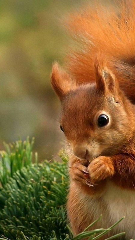 Милые белочки