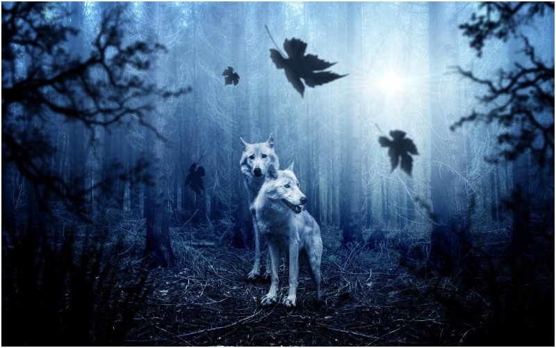 Мистические волки
