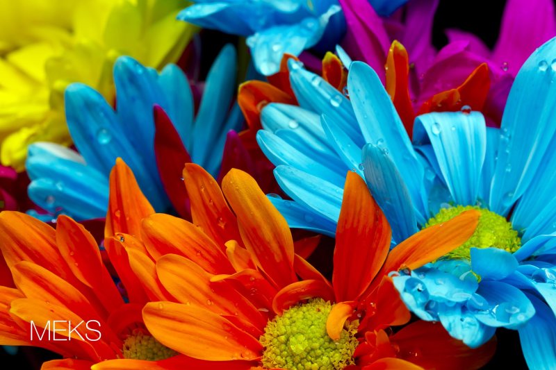 Яркие цветы