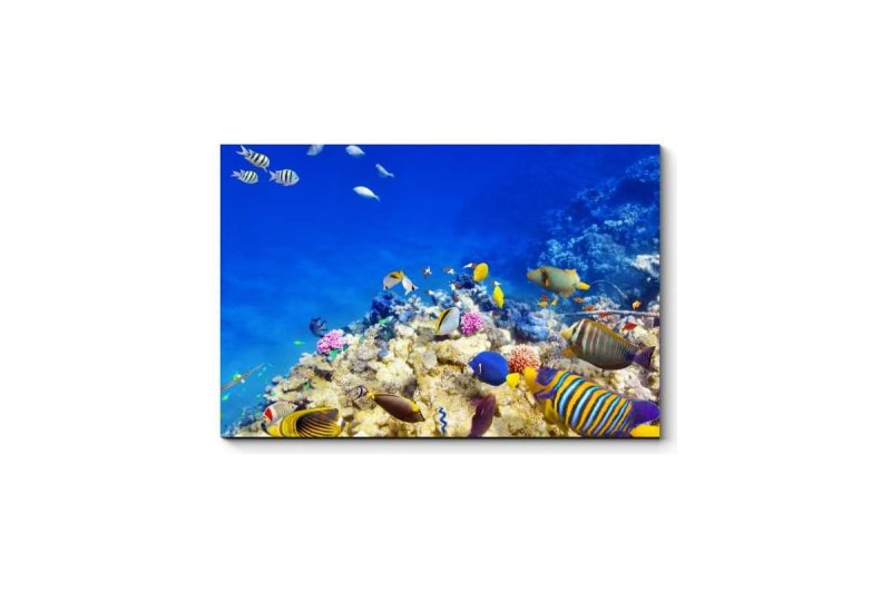 Подводный мир океана