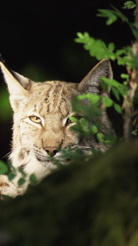 Красивая Рысь