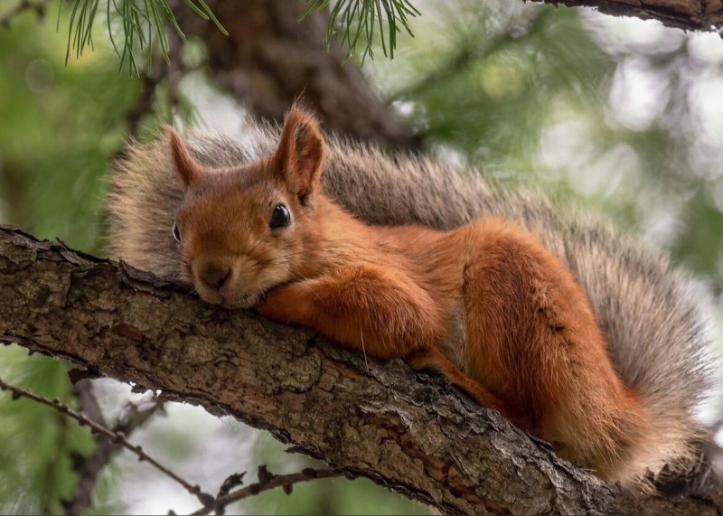 Белка на ветке