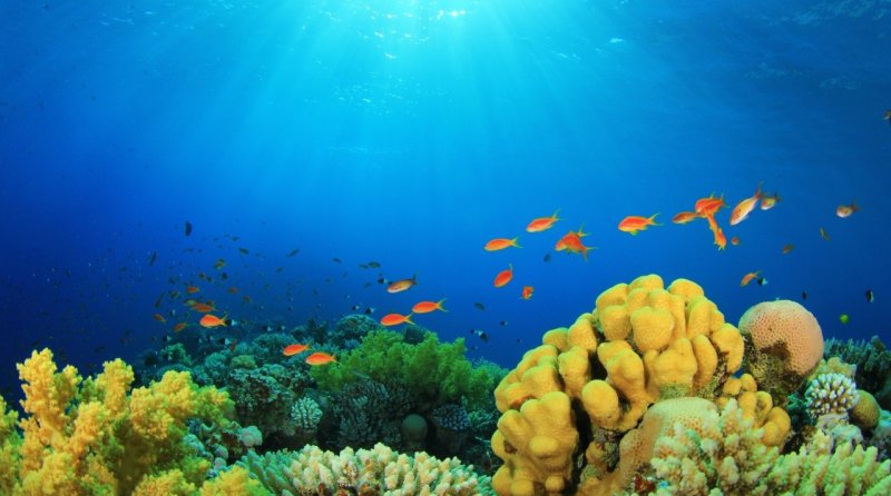 Барьерный риф новой Каледонии