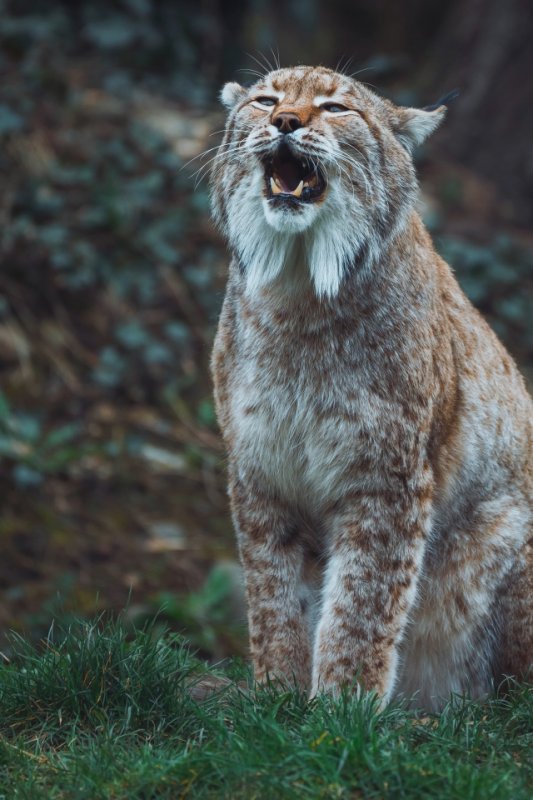 Рысь на телефон