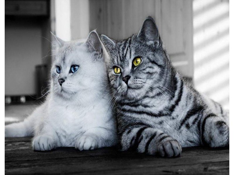 Британский кот шиншилла