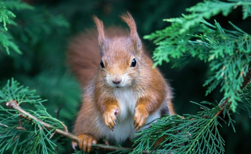 Красивая белка