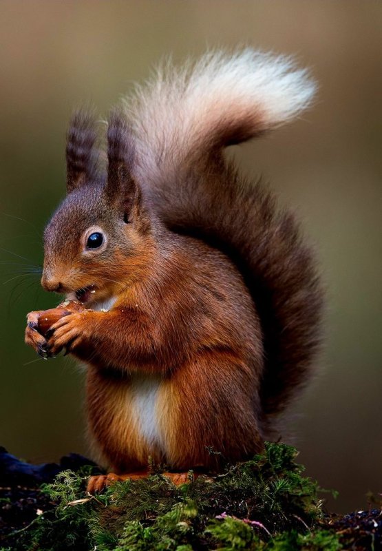 Орехи на елке