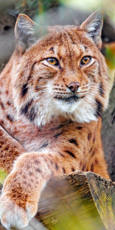 Рысь на телефон