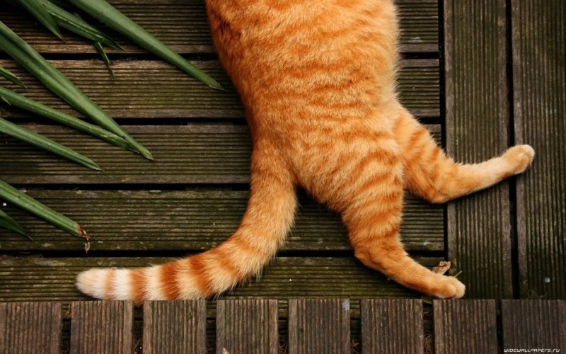 Европейский короткошерстный кот рыжий