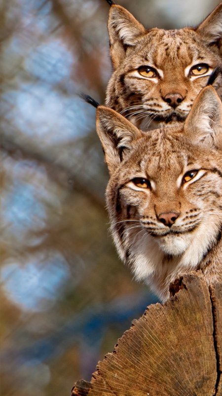 Евразийская Рысь