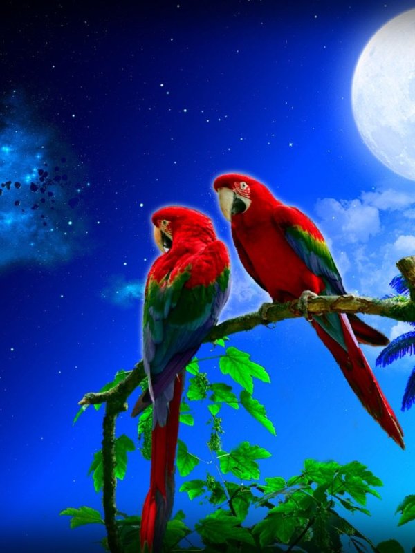 Яркий попугай