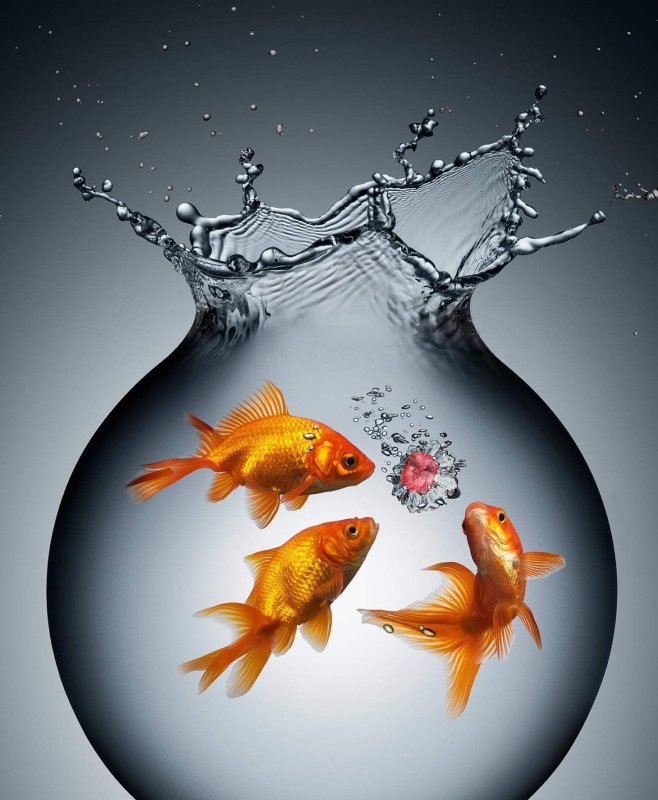 Живые рыбки