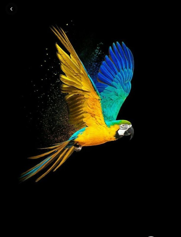 Попугай на темном фоне