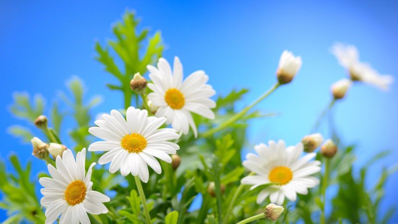 Красивые ромашки